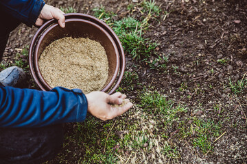 Man throwing lawn seed on withered meadow