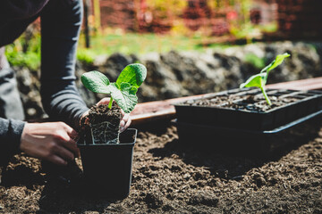 Female gardener replants a pumpkin plant into the raised bed