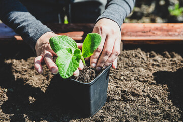 Woman replant a pumpkin seedling plant into a pot