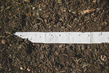 Seed patch or tape on the soil, plantation and cultivation