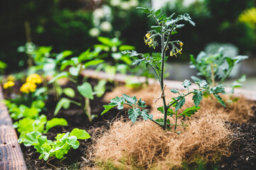 Tomato plant growing up into a raised bed