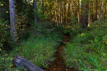 Forest autumn landscape. In the foreground there is an old moldy log half-sunk in stream crossing forest. In the background trees are illuminated by setting sun which is hidden by the hill