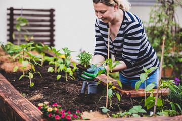 Woman planting flowers and plants into a raised bed