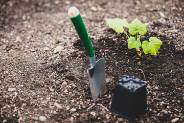 Soil with a young pumpkin plant, a shovel and a planting pot