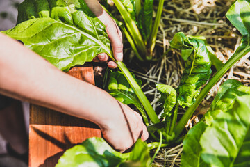 woman harvesting chard leaves, fresh farming