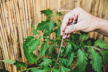 man binding a string to the tomato plant, climbing support