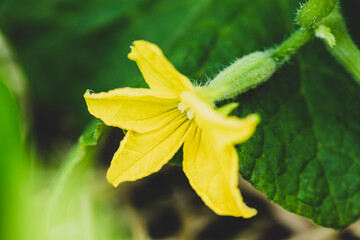 Blossom of a courgette or zucchini, closeup
