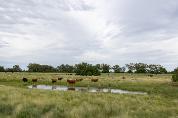 Fototapeta na wymiar cattle grazing