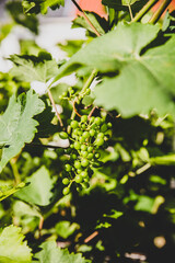 Unripe green wine grapes hanging on a branch