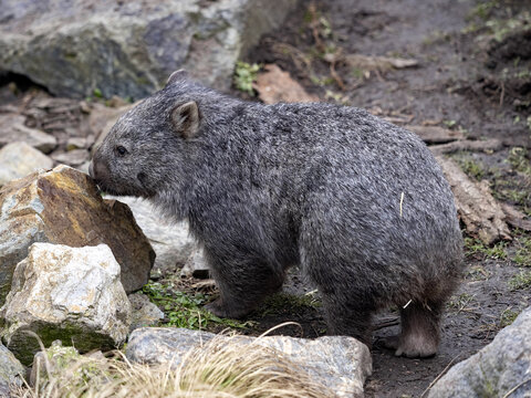 The common wombat, Vombatus ursinus, is a large Australian marsupial