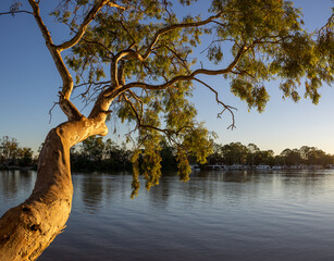 Murray river