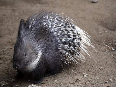 The Indian crested porcupine, Hystrix indica, has black and white spines on its back