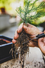 man cuts bonsai seedling roots with a scissor