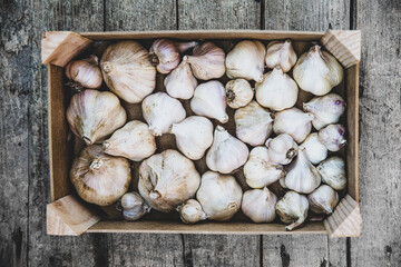 Topview, lots of raw garlic bulbs into wooden box