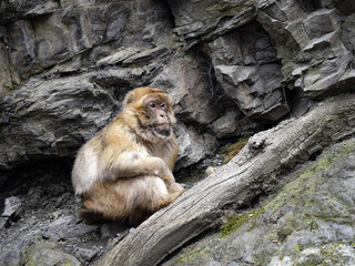 Barbara Macaque, Macaca sylvanus, sitting on a rock and watching the surroundings