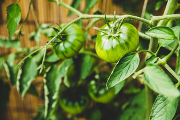 Unripe green tomatoes growing up, beef tomato