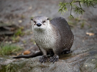 The Canadian Otter, Lutra Canadensis, has a wet coat that has just climbed out of the water.