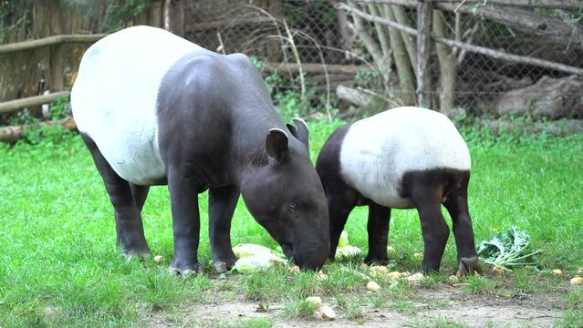 Tapir in the forest. Malayan tapir, Tapirus indicus, mother and young feeding in green vegetation. Cute big animal in the nature habitat, Malaysia in Asia. Tropic wildlife, mammal behaviour. 