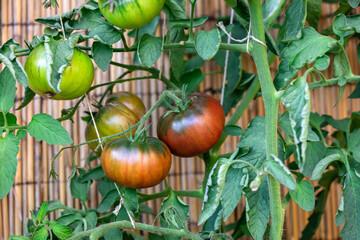 Beed tomatoes growing up on green plant, gardening