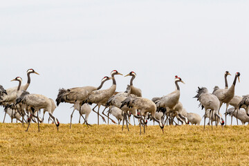 Obraz na płótnie Canvas Flock with Cranes on a field against a sky