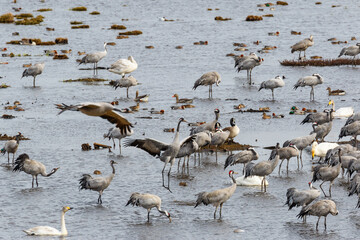 Jumping Cranes a lake in spring