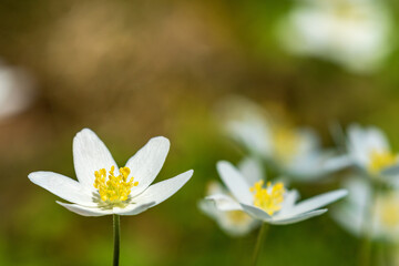 Flowering Wood anemone flowers at spring