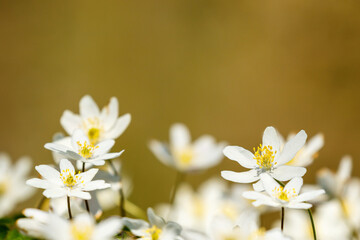 Naklejka na ściany i meble Flowering Wood anemone flowers at springtime