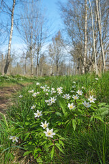 Wood Anemone flowers in a woodland at spring