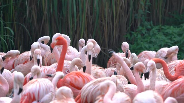 Fight of American flamingos, Phoenicopterus rubernice, pink big birds, dancing in the water, animal in the nature habitat, Cuba, Caribbean. Wildlife scene from nature. Flock of colorful birds.