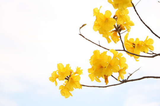Beautiful golden trumpet tree ( Tabebuia chrysantha, Handroanthus chrysanthus, Golden Tree, Yellow Pui ) blooming in Spring, Jiangmen, Guangdong, China.