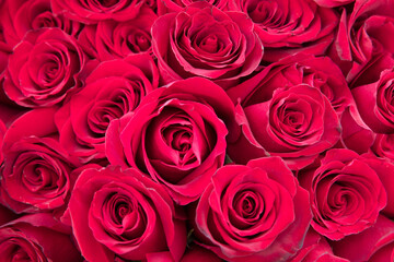 natural red roses background. great gift for valentines day, birthday, and marriage.