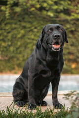 black labrador retriever