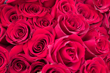 natural red roses background. great gift for valentines day, birthday, and marriage.