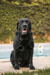 black labrador retriever
