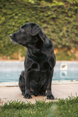 black labrador retriever