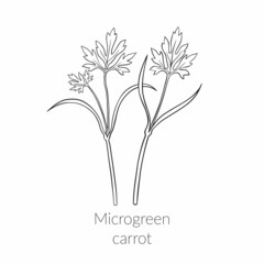 Young microgreen carrot sprouts, carrot, dill microgreen growing, young green leaves, healthy lifestyle concept, vegan healthy food. Vector line graphics on a white background.