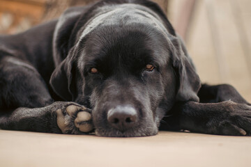 black labrador retriever