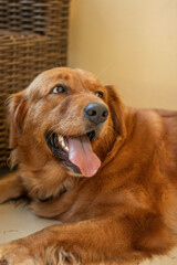 golden retriever puppy
