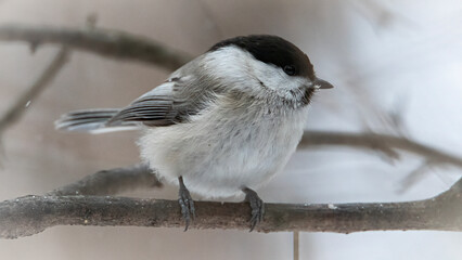 Poecile montanus in winter forest