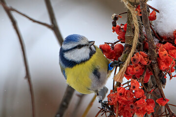 Tit tit feasts on rowan berries