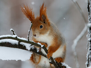 Red squirrel in the winter forest sits on a snow-covered branch