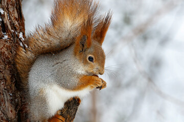 Red squirrel in the winter forest nibbles on a nut