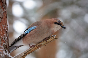 Mockingjay on a branch in winter forest