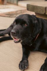 black labrador retriever