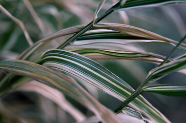 grass leaves close-up. striped leaves. macro. beautiful floral background on the desktop