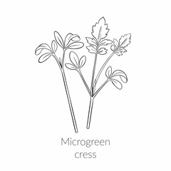 Young microgreen cress sprouts, cress microgreen growing watercress salad, young green leaves, healthy lifestyle concept, vegan healthy food. Vector line graphics on a white background.