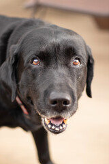 black labrador retriever
