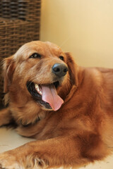 golden retriever puppy