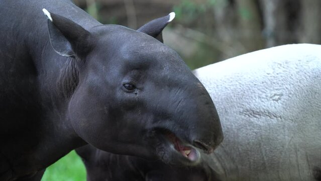 Tapir in the forest. Malayan tapir, Tapirus indicus, mother and young feeding in green vegetation. Cute big animal in the nature habitat, Malaysia in Asia. Tropic wildlife, mammal behaviour. 