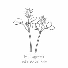 Young microgreen red russian kale sprouts, kale microgreen growing, young green leaves, healthy lifestyle concept, vegan healthy food. Vector line graphics on a white background.